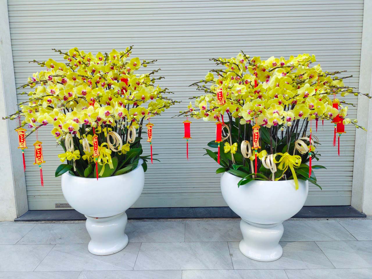 chậu lan hồ điệp vàng