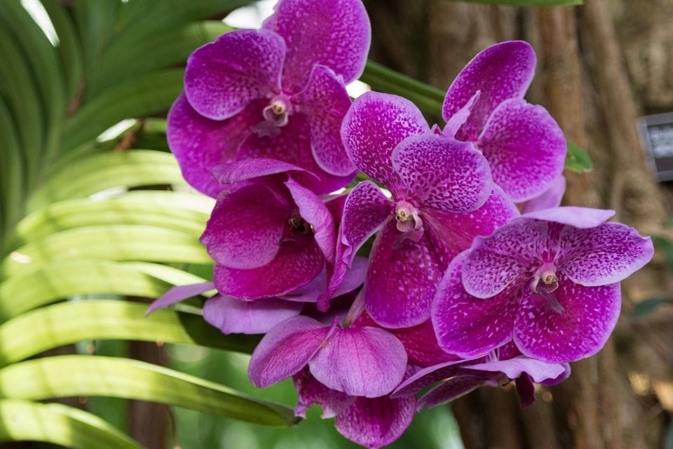 cách trồng lan hồ điệp khi mới mua về