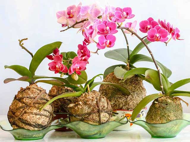 cách trồng lan hồ điệp con mới mua về