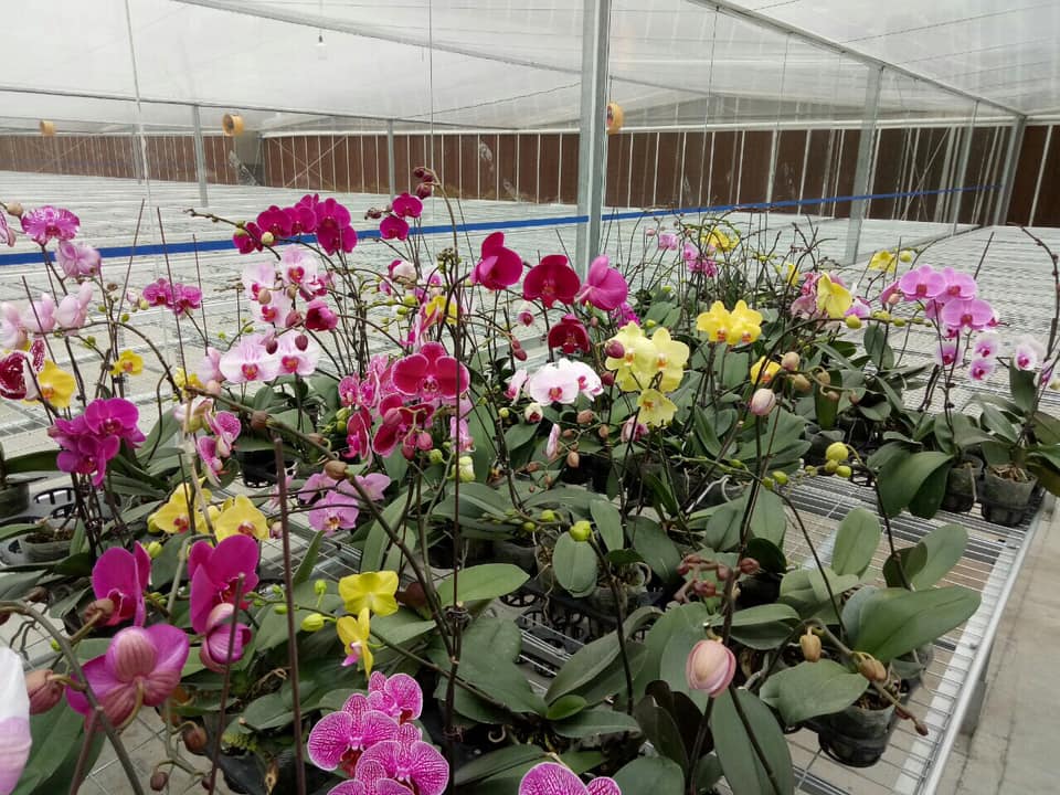 Lưu ý khi chọn mua lan hồ điệp để dễ sống