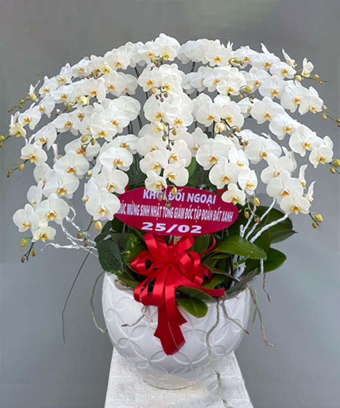 lan hồ điệp trắng