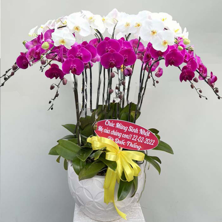 chậu-lan-trắng-tím