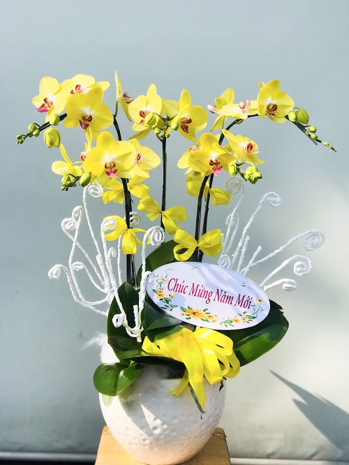 lan hồ điệp bình thạnh