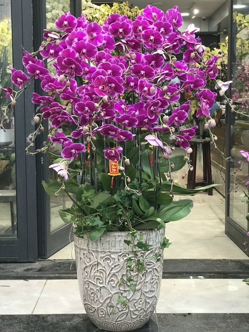 cách chọn lan hồ điệp đẹp