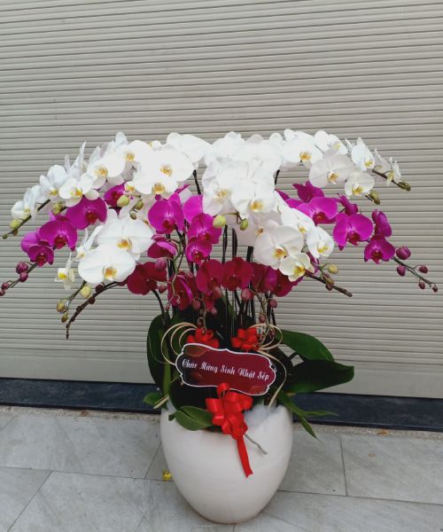 Chậu lan hồ điệp quận 7