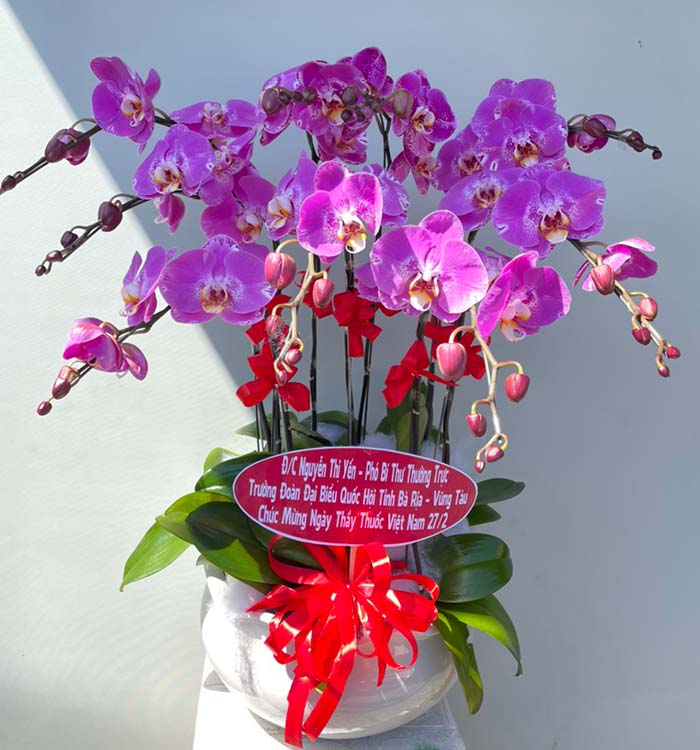 chậu lan hồ điệp tím
