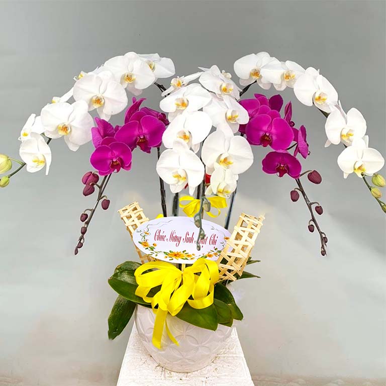 Chậu lan hồ điệp