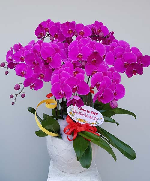 Lan hồ điệp tím