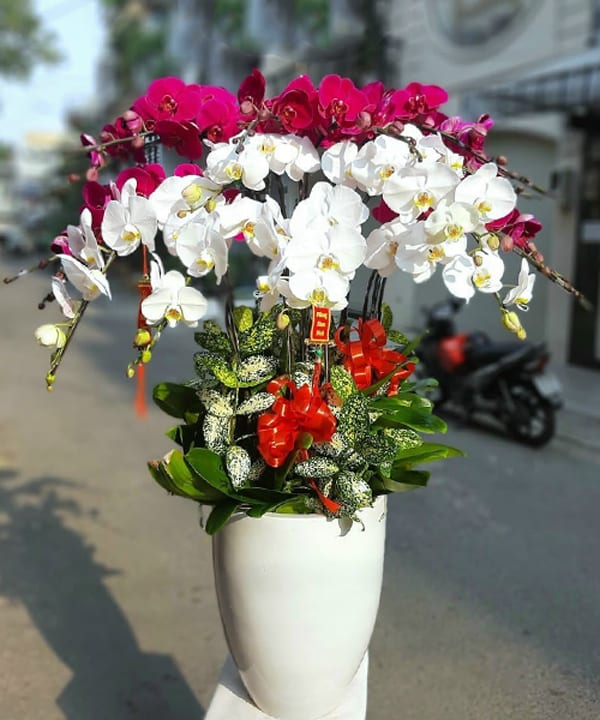 chau lan ho diep dep 12 canh v1262