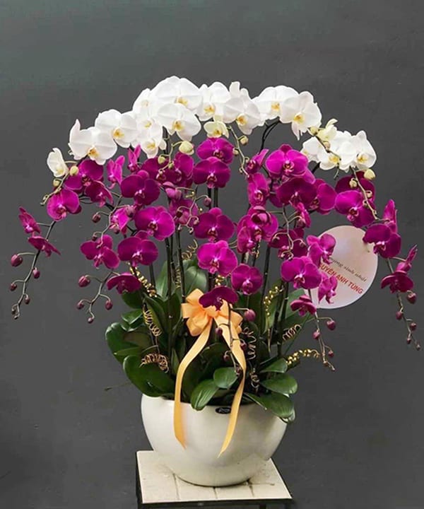 chau lan ho diep tim trang 13 canh v1256