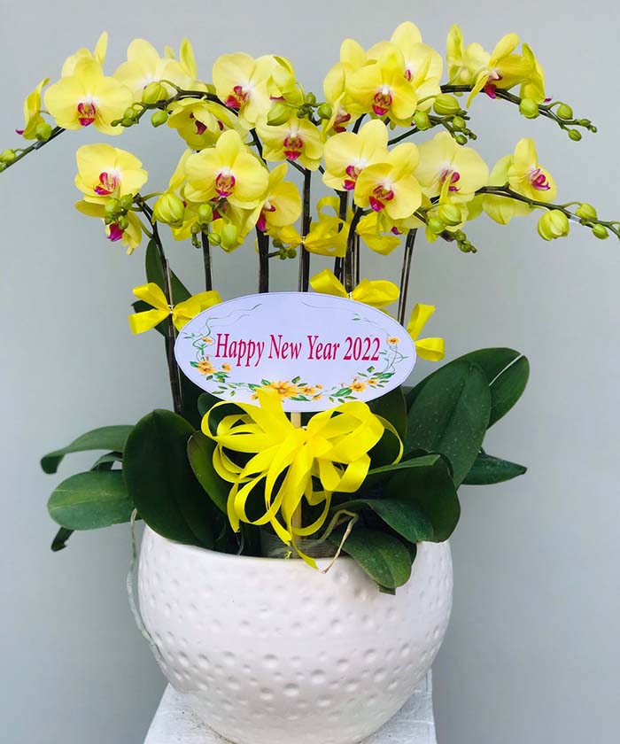 chau lan ho diep vang k1703