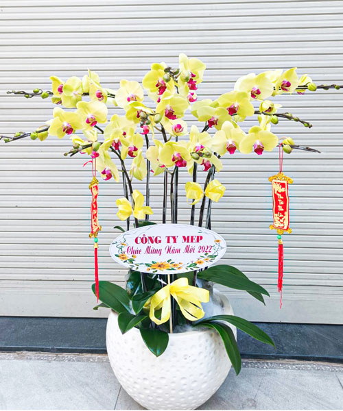 chau lan ho diep vang k1690
