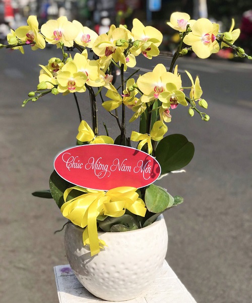 chau lan ho diep vang k1819