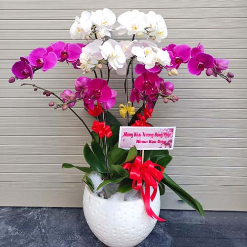 ho diep trang tim k1711