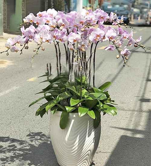 hoa lan ho diep 18 canh k1149