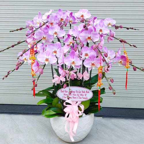 hoa lan ho diep mau tim k1716