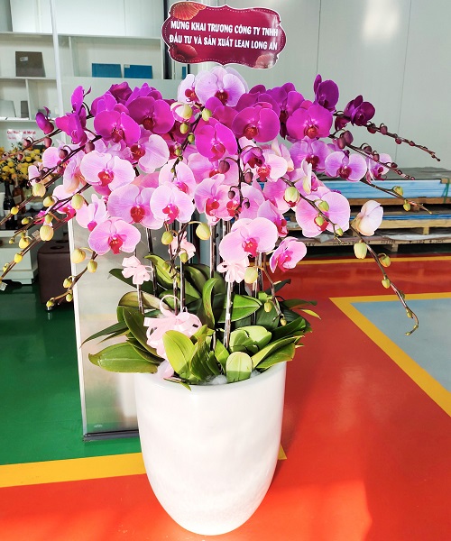 hoa lan ho diep mau tim k1780