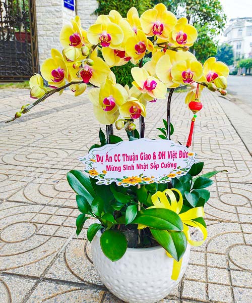 hoa lan ho diep mau vang k1799