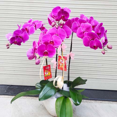 hoa lan ho diep tim k1719