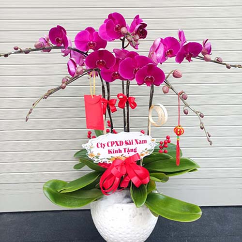 hoa lan ho diep tim k1720