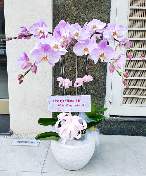 hoa lan ho diep tim k1813