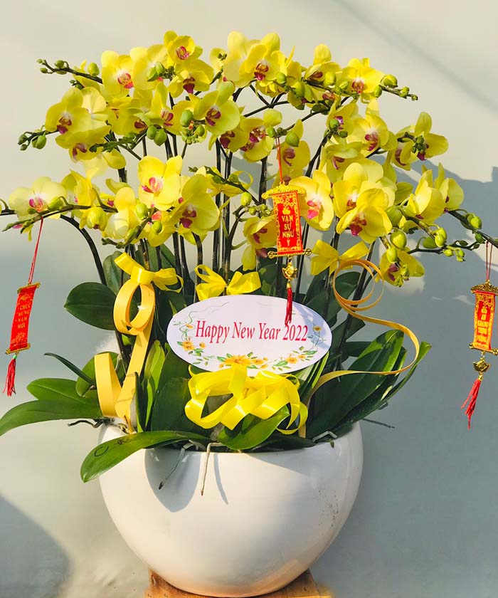 hoa lan ho diep vang k1693