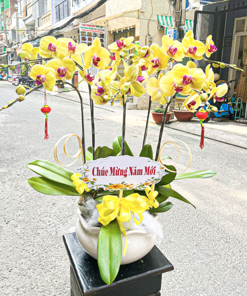 hoa lan vang dep k1689