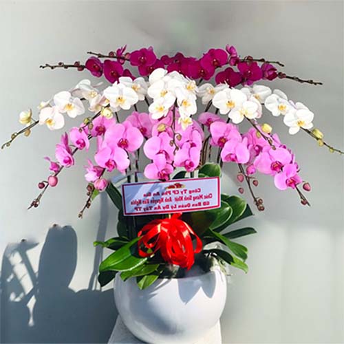 lan ho diep 15 canh k1616
