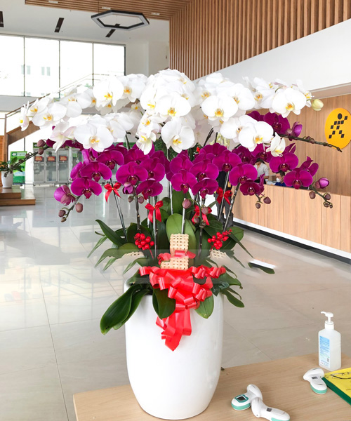lan ho diep 15 canh k1579