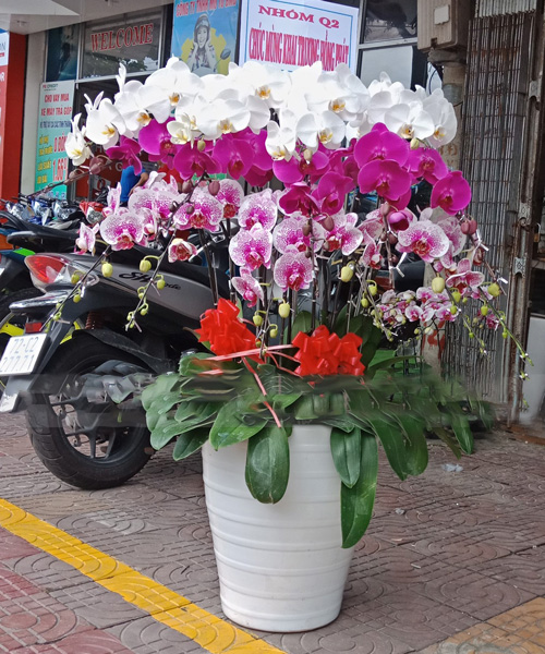 lan ho diep 20 canh k1581