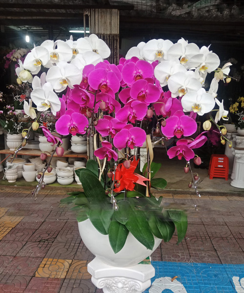 lan ho diep 7 canh k1582
