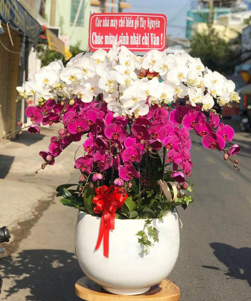 lan ho diep 22 canh k1595