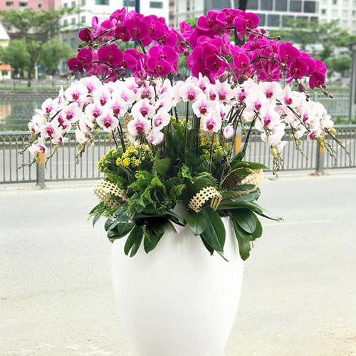 lan ho diep 30 canh k1596