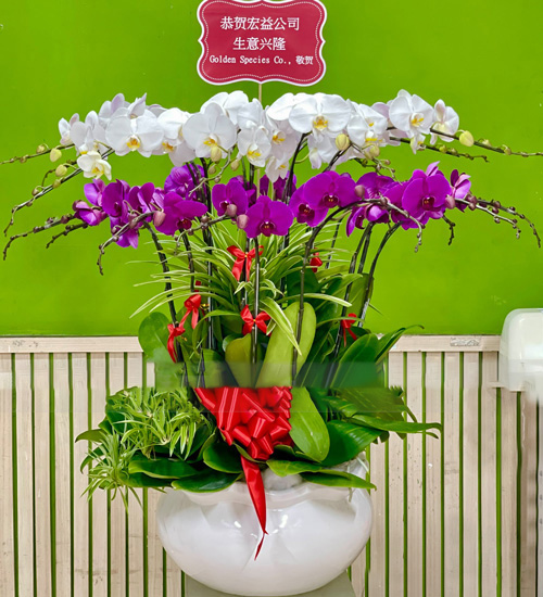 lan ho diep 16 canh k1609