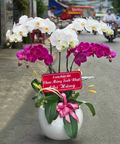 lan ho diep 5 canh k1619
