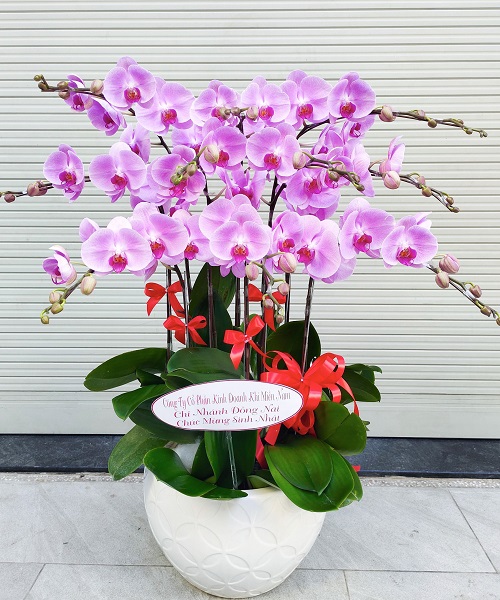 lan ho diep mau tim k1763