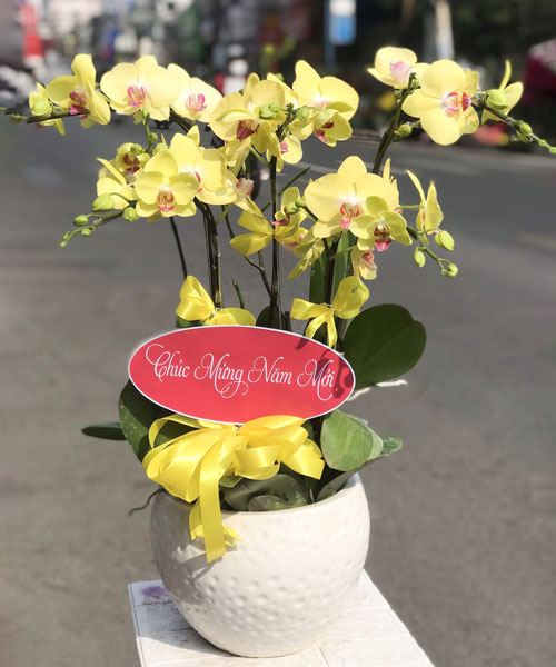 lan ho diep mau vang k1736