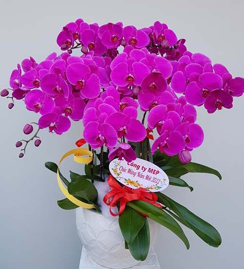 lan ho diep tim dam k1739