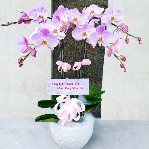 lan ho diep tim k1741