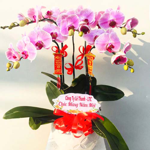 lan ho diep tim k1742