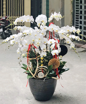 lan ho diep trang k1012