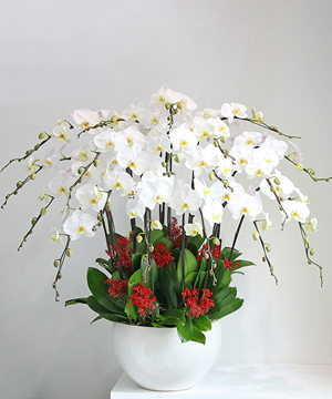 lan ho diep trang k1015