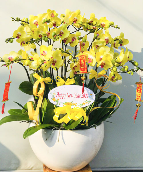 lan ho diep vang k1691