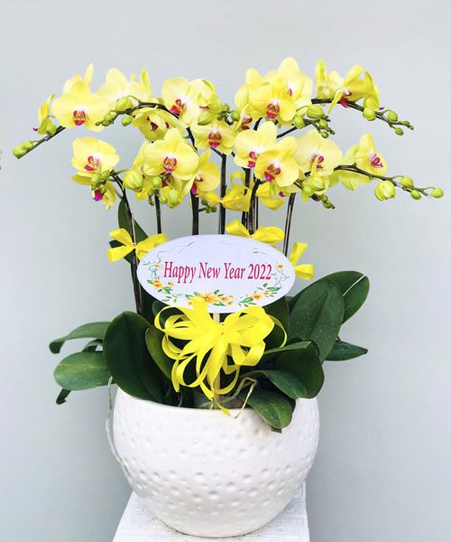 lan ho diep vang k1753