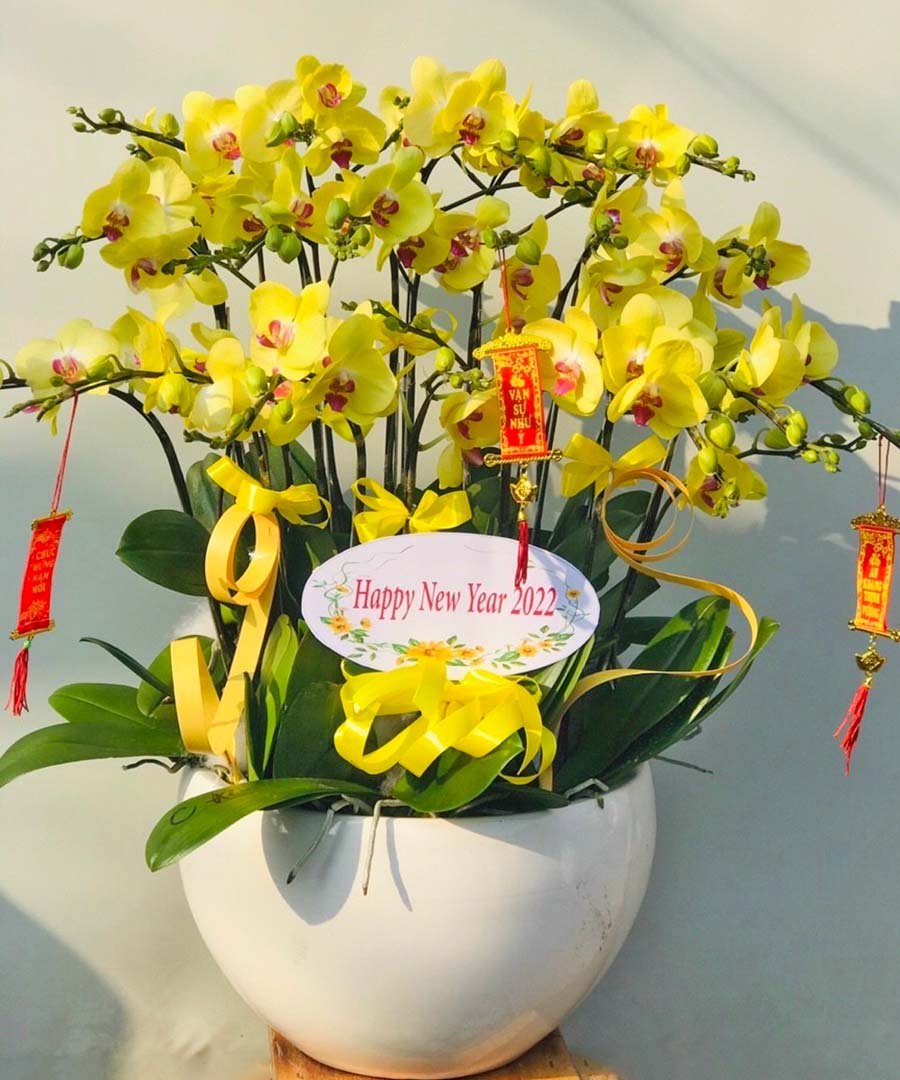 lan ho diep vang v1635