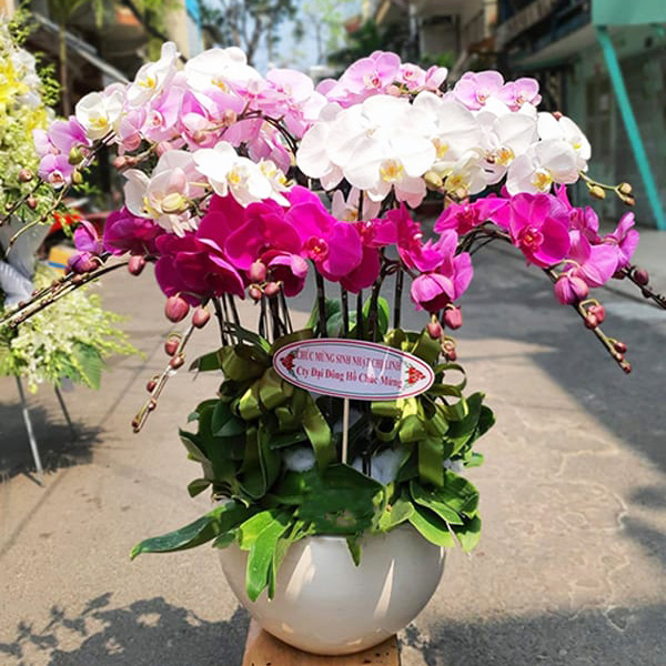 v1274   15 canh lan ho diep