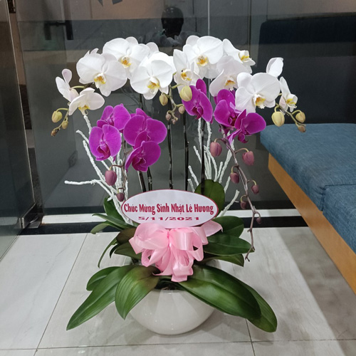 v1299   5 canh lan ho diep